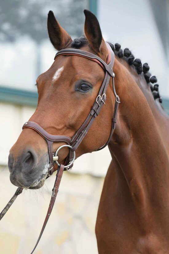 Precision Y noseband anatomic bridle
