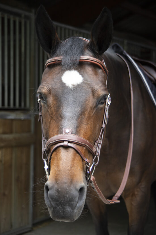 Origin anatomic flash noseband bridle