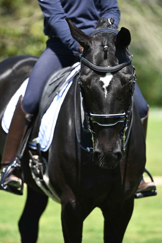 Origin dressage anatomic double bridle