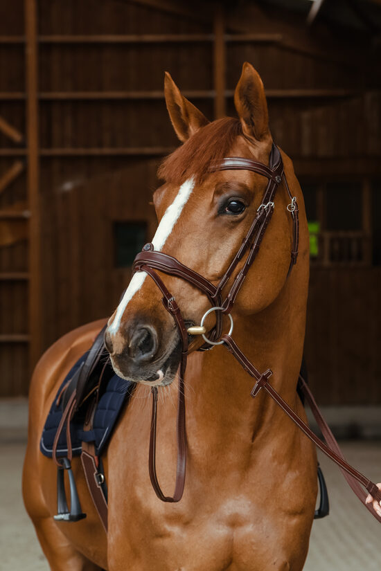 SIGNATURE SPORT BY ANTARÈS JUMPING BRIDLE
